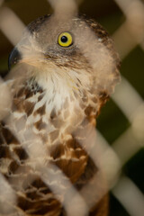 Aves cuidados en un zoo vasco