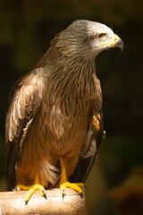 Aves cuidados en un zoo vasco