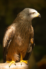 Aves cuidados en un zoo vasco