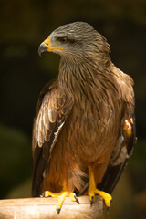 Aves cuidados en un zoo vasco