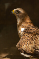 Aves cuidados en un zoo vasco