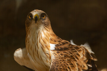 Aves cuidados en un zoo vasco