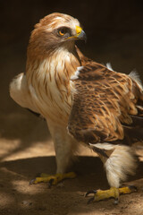 Aves cuidados en un zoo vasco