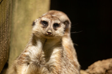 Fototapeta premium Suricata suricatta