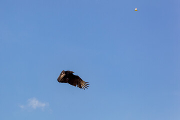 An American Black Vulture Flying in the blue sky..