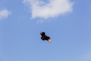 An American Black Vulture Flying in the blue sky..