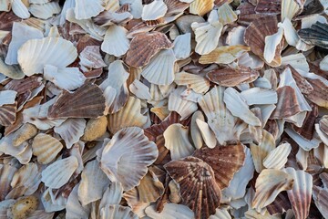 Close up of broken sea shells