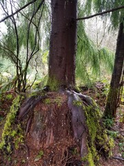 Tree growing on stump