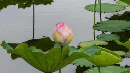 舞鶴公園の蓮の花B