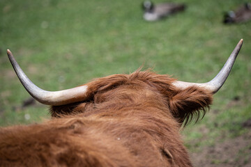 highland cow with horns