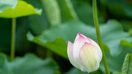 舞鶴公園の蓮の花A