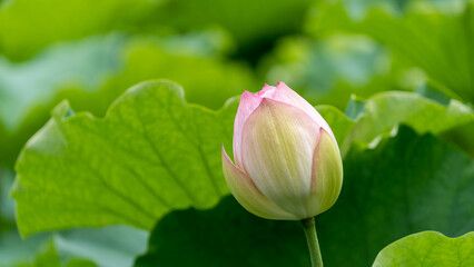 舞鶴公園の蓮の花