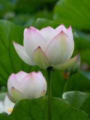 舞鶴公園の蓮の花C