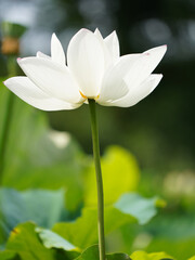 舞鶴公園の蓮の花F