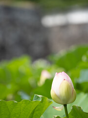 舞鶴公園の蓮の花E
