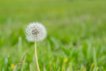 dandelion on green grass