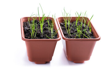 Young onion plants in pot isolated on white