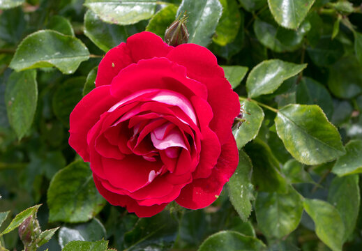 Bright red bicolor hybrid tea rose flower with pink reverse in the sunny garden