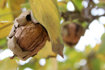 walnuts on tree