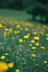 一面に咲くブタナ