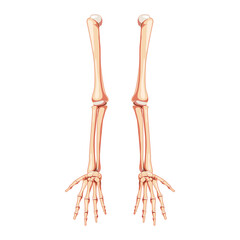 Obraz na płótnie Canvas Arms Skeleton Human front view. Set of hands, forearms, humerus, ulna, radius, phalanges Anatomically correct realistic flat natural color concept Vector illustration isolated on white background