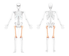 Skeleton femur thigh bone Human front back view with two arm poses with partly transparent bones position. Realistic flat natural color Vector illustration of anatomy isolated on white background