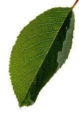 Green fresh Leaf dew drop isolated on white