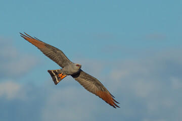 Obraz premium Plumbeous Kite flying on sunny day in the forest