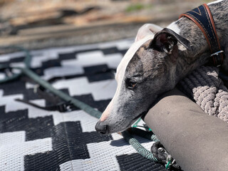 Portrait of a whippet dog while camping.