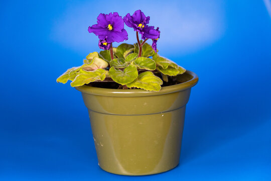 Streptocarpus ionanthus (Saintpaulia ionantha) or African violet - purple colored violet flowers with green leaves in a pot on a blue background side view