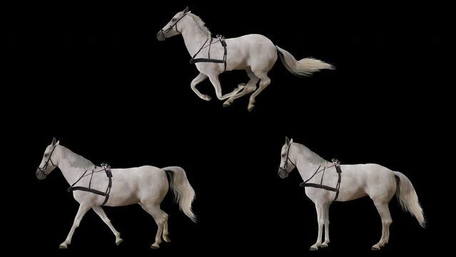Set of white horse is harnessed. Isolated animal video including alpha channel allows to add background in post-production. Element for visual effects.