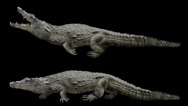 Set of crocodile realistic animation. Isolated animal video including alpha channel allows to add background in post-production. Element for visual effects.