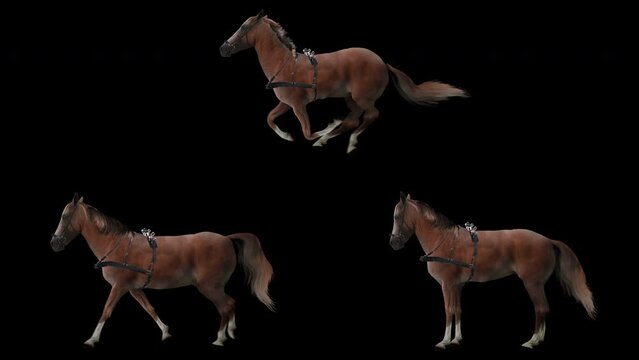 Set of red horse is harnessed. Isolated animal video including alpha channel allows to add background in post-production. Element for visual effects.