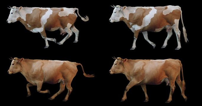 Set of red cow walking and running realistic animation. Isolated animal video including alpha channel allows to add background in post-production. Element for visual effects.