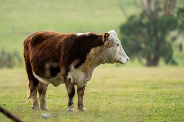 beautiful cattle in Australia  eating grass, grazing on pasture. Herd of cows free range beef being regenerative raised on an agricultural farm. Sustainable farming 