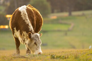 Cows and Cattle grazing in Australia	
