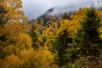 Fototapeta premium Mountainside covered with trees in yellow and orange fall colors and low hanging clouds in the Great Smoky Mountains National Park, Tennessee, USA.