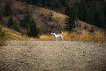 Low angle view of a Jack Russell Terrier dog standing on a hiking trail in the mountains