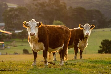 Cows and Cattle grazing in Australia	
 - obrazy, fototapety, plakaty