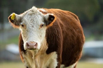 Portrait of Hereford cow in a field on a agricultural farm looking at camera. Sustainable beef cows