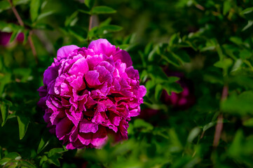 blooming peony