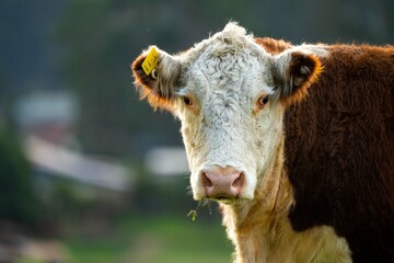 Cows and Cattle grazing in Australia	
