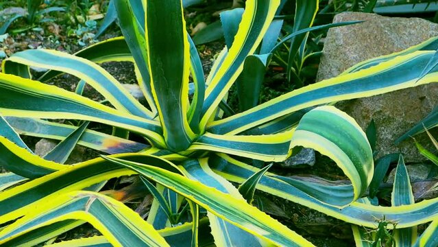 Agave americana long green yellow striped leaves. The drought-tolerant plant grows in the desert. Landscape design. A beautiful tropical plant in botanical garden. Mexican nature Slow motion FHD video