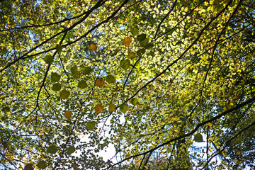 Autumn birch tree leaf landscape in Australia, yellowish with sunlight and blue sky