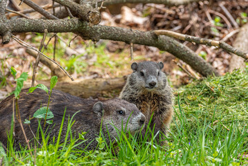 Mother and baby groundhog sitting in field near forest - 506742777
