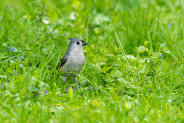 Cute tufted titmouse bird in green grass