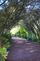 Fototapeta na wymiar Arched garden hallway (garden pergola) of climbing plants, with a garden fountain and tourist