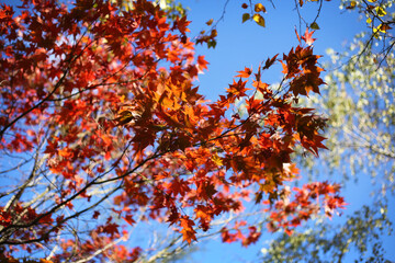 Autumn maple tree leaf landscape in Australia, red, green colours with sunlight and blue sky, close up seletive focus view