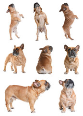 Collage with photos of cute dog on white background