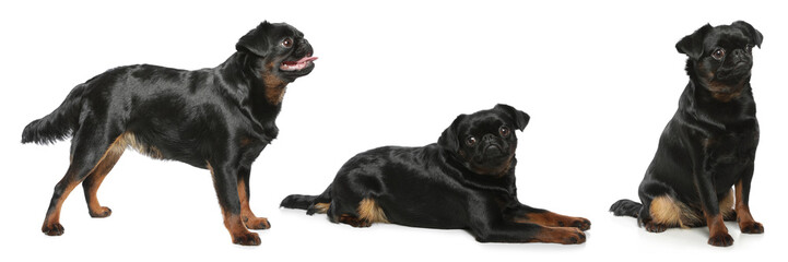 Obraz premium Collage with photos of cute dog on white background. Banner design